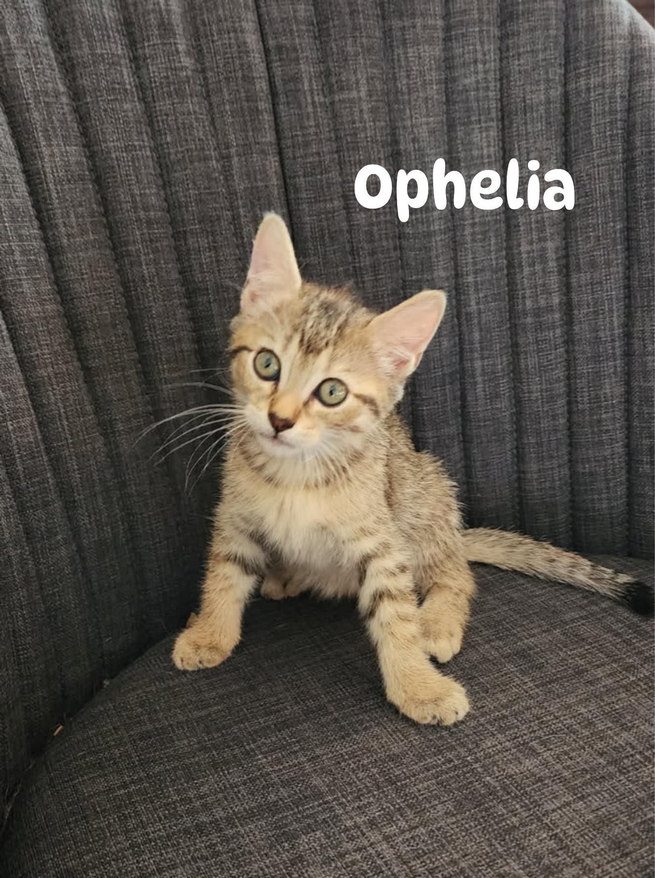 Ophelia Ophelia